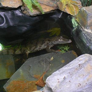 Spectacled Caiman(?) - 16 February 2016, Wild Animal Adventures