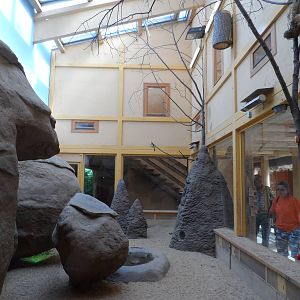 Rock Hyrax Exhibit