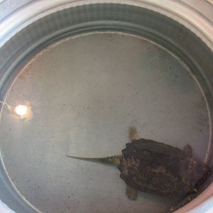 Northwest Arkansas Reptile Museum - Snapping Turtle Tank