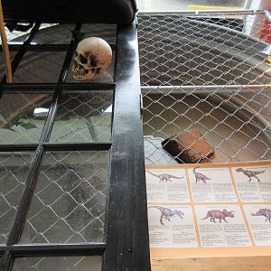 Northwest Arkansas Reptile Museum - American Alligator Exhibit (with a door