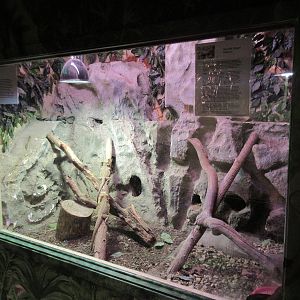 National Park Aquarium (Arkansas) - Bearded Dragon Exhibit