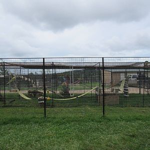 Turpentine Creek Wildlife Refuge (Arkansas) - Coati Exhibit