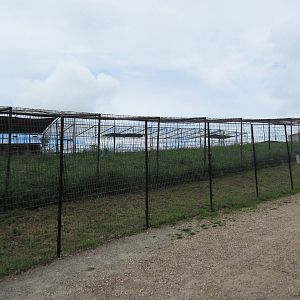 Turpentine Creek Wildlife Refuge (Arkansas) - Cougar Exhibit (with 5 cougar
