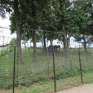 Turpentine Creek Wildlife Refuge (Arkansas) - African Lion Exhibit