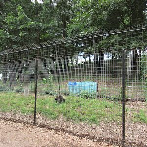Turpentine Creek Wildlife Refuge (Arkansas) - Bengal Tiger Exhibit