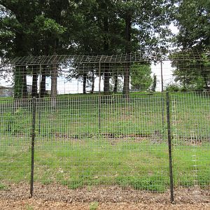 Turpentine Creek Wildlife Refuge (Arkansas) - Bengal Tiger Exhibit