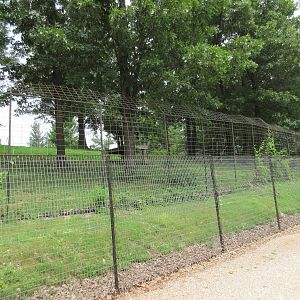 Turpentine Creek Wildlife Refuge (Arkansas) - Bengal Tiger Exhibit