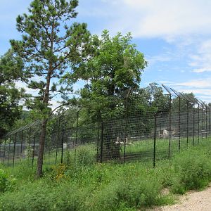 Turpentine Creek Wildlife Refuge (Arkansas) - African Lion Exhibit