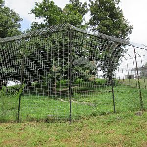Turpentine Creek Wildlife Refuge (Arkansas) - Bengal Tiger Exhibit