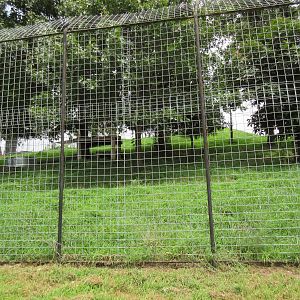 Turpentine Creek Wildlife Refuge (Arkansas) - White Tiger Exhibit
