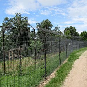 Turpentine Creek Wildlife Refuge (Arkansas) - Bengal Tiger Exhibit