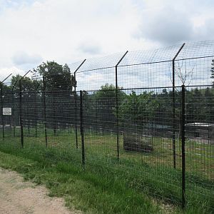 Turpentine Creek Wildlife Refuge (Arkansas) - Bengal Tiger Exhibit