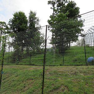 Turpentine Creek Wildlife Refuge (Arkansas) - Bengal Tiger Exhibit