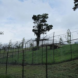 Turpentine Creek Wildlife Refuge (Arkansas) - Bengal Tiger Exhibit