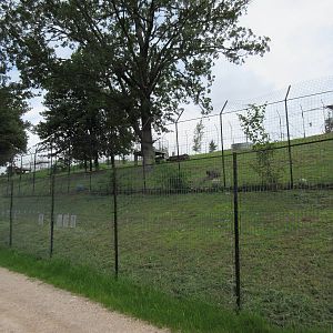 Turpentine Creek Wildlife Refuge (Arkansas) - Bengal Tiger Exhibit