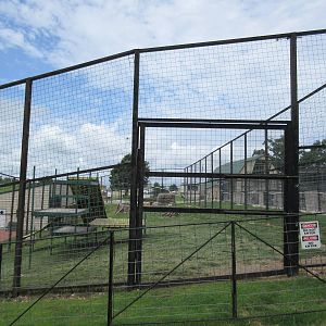 Turpentine Creek Wildlife Refuge (Arkansas) - Grizzly Bear Exhibit
