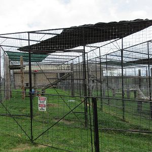Turpentine Creek Wildlife Refuge (Arkansas) - Black Leopard Exhibit #2