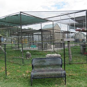 Turpentine Creek Wildlife Refuge (Arkansas) - Bobcat Exhibit