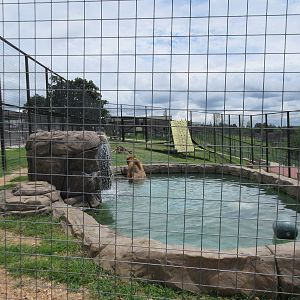 Turpentine Creek Wildlife Refuge (Arkansas) - Grizzly Bear Exhibit