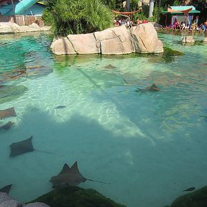 Aquatica San Antonio - Huge Stingray Pool