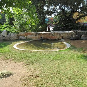 Aquatica San Antonio - Aldabra Tortoise Exhibit
