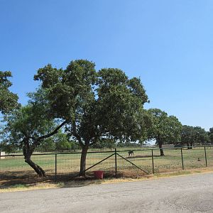 Exotic Resort Zoo (Texas) - Tractor Tour