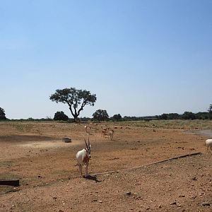 Exotic Resort Zoo (Texas) - Tractor Tour