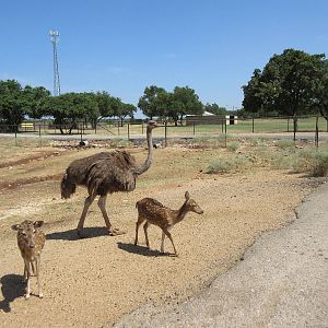Exotic Resort Zoo (Texas) - Tractor Tour