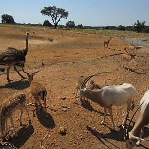 Exotic Resort Zoo (Texas) - Tractor Tour