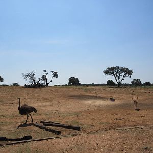 Exotic Resort Zoo (Texas) - Tractor Tour