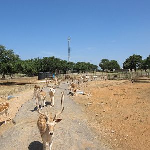 Exotic Resort Zoo (Texas) - Tractor Tour