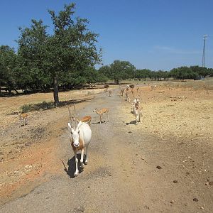 Exotic Resort Zoo (Texas) - Tractor Tour