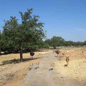 Exotic Resort Zoo (Texas) - Tractor Tour