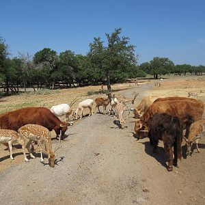 Exotic Resort Zoo (Texas) - Tractor Tour