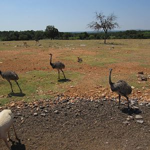 Exotic Resort Zoo (Texas) - Tractor Tour