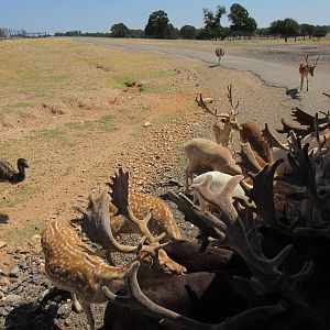 Exotic Resort Zoo (Texas) - Tractor Tour (feeding time!)