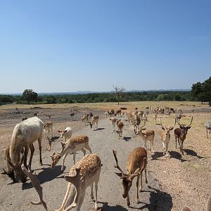 Exotic Resort Zoo (Texas) - Tractor Tour