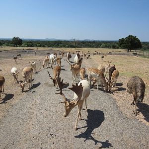 Exotic Resort Zoo (Texas) - Tractor Tour