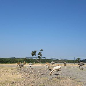 Exotic Resort Zoo (Texas) - Tractor Tour