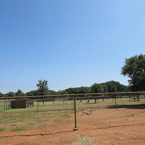 Exotic Resort Zoo (Texas) - Red Kangaroo Exhibit