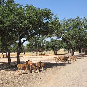 Exotic Resort Zoo (Texas) - Tractor Tour