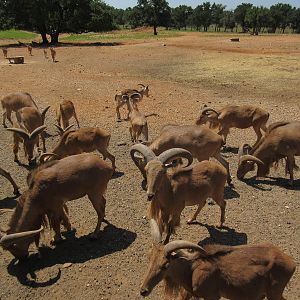 Exotic Resort Zoo (Texas) - Tractor Tour