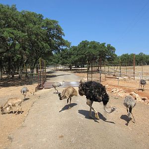 Exotic Resort Zoo (Texas) - Tractor Tour