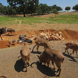 Exotic Resort Zoo (Texas) - Tractor Tour