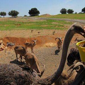 Exotic Resort Zoo (Texas) - Tractor Tour (watch your hand!)