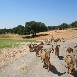 Exotic Resort Zoo (Texas) - Tractor Tour