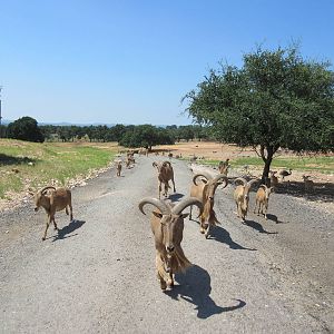 Exotic Resort Zoo (Texas) - Tractor Tour