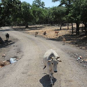 Exotic Resort Zoo (Texas) - Tractor Tour