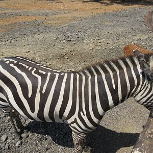 Exotic Resort Zoo (Texas) - Tractor Tour (watch your hand!)