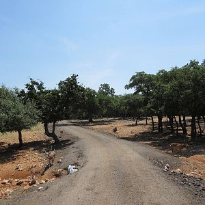 Exotic Resort Zoo (Texas) - Tractor Tour